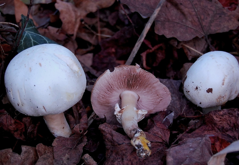 Ancora un Agaricus
